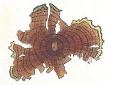 Cutleria adspersa1